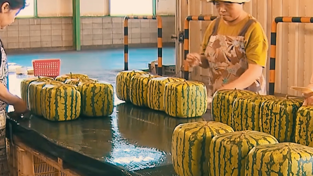 Agricultores moldam a fruta em caixas para alcançar o formato quadrado ainda no pé. Foto: Reprodução/Youtube