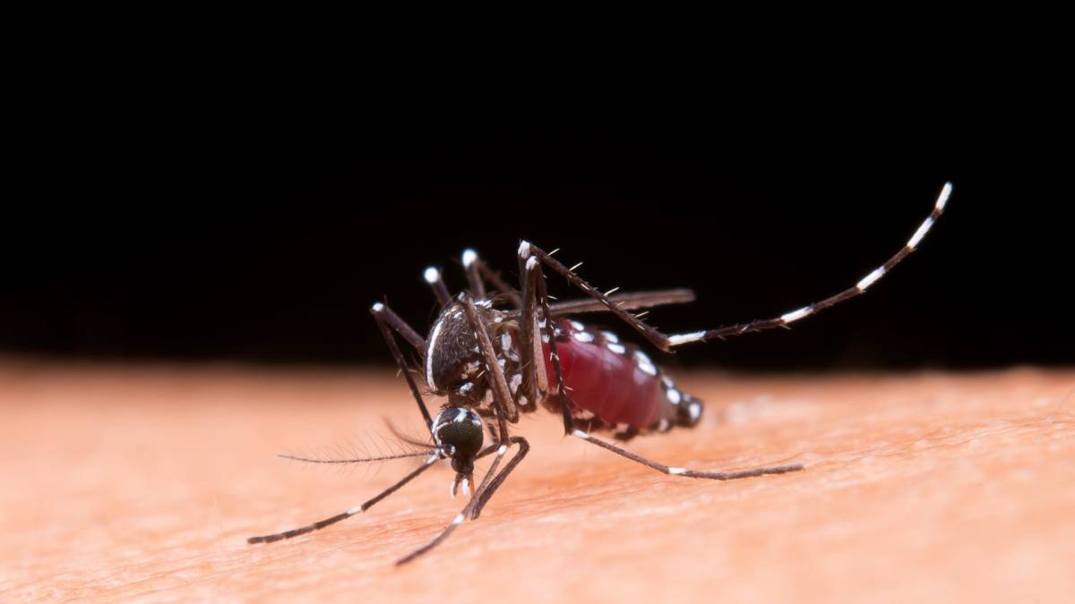 Entenda as principais diferenças clínicas entre o quadro de dengue e uma infecção respiratória viral (Foto: Freepik)