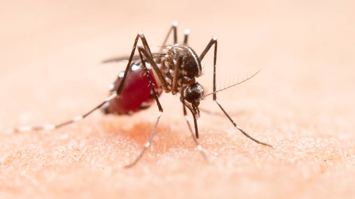 O Aedes aegypti é o transmissor da dengue; infecção causa dores articulares e manchas vermelhas que a diferenciam de resfriados (Foto: Freepik)