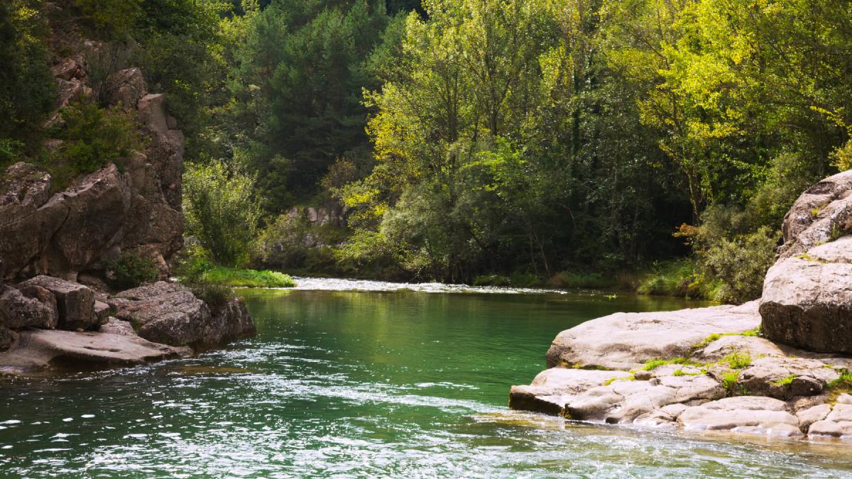 Durante décadas, troncos foram retirados dos rios dos EUA por serem vistos como obstáculos ao fluxo da água e aos peixes