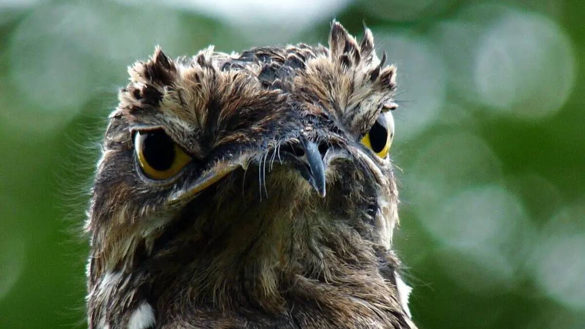 Com olhos amarelos marcantes e postura imóvel, o urutau impressiona pela habilidade quase perfeita de se confundir com o ambiente (Foto: Animalia/Julian Londono)