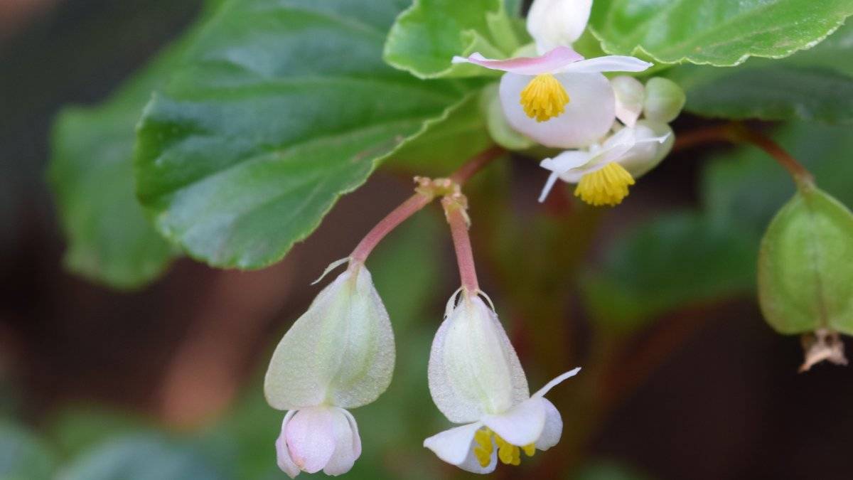 Primeiro, pesquisadores encontraram um único exemplar escondido na mata; meses depois, localizaram uma pequena população com plantas já em fase de reprodução (Foto: PxHere)