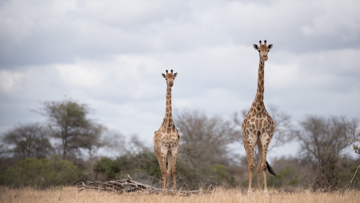 Devido à sua altura e ao ambiente em que vivem, as girafas têm poucas opções de abrigo quando o tempo fecha (Foto: Freepik)