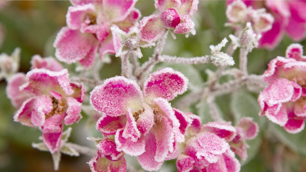Em climas quentes, cultivadores passaram a usar gelo para simular esse efeito e estimular a floração no inverno (Fotos: Freepik)