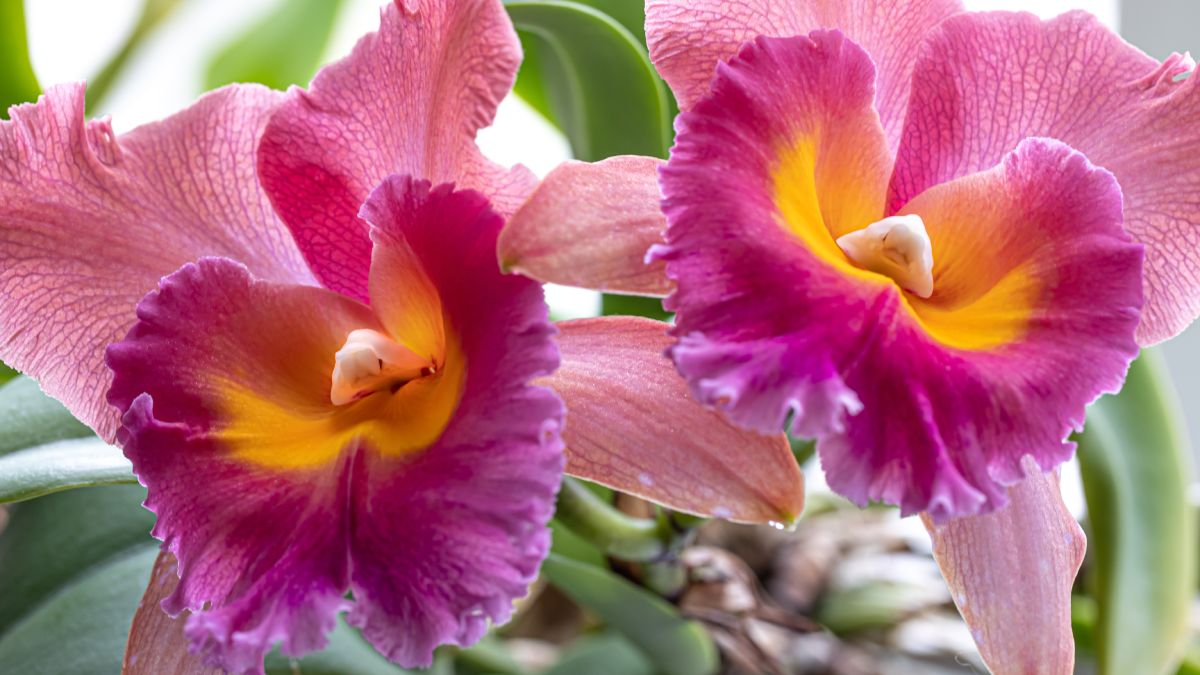Técnica começou com as orquídeas (Phalaenopsis), que em regiões frias precisam de uma queda de temperatura para florescer