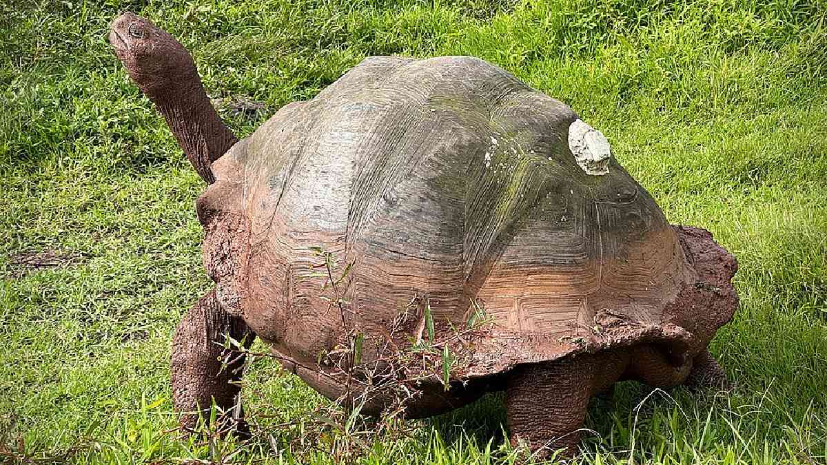 Ao se deslocarem, espalham sementes e favorecem a regeneração da vegetação nativa (Foto: Kevin Gepford/Wikimedia Commons)