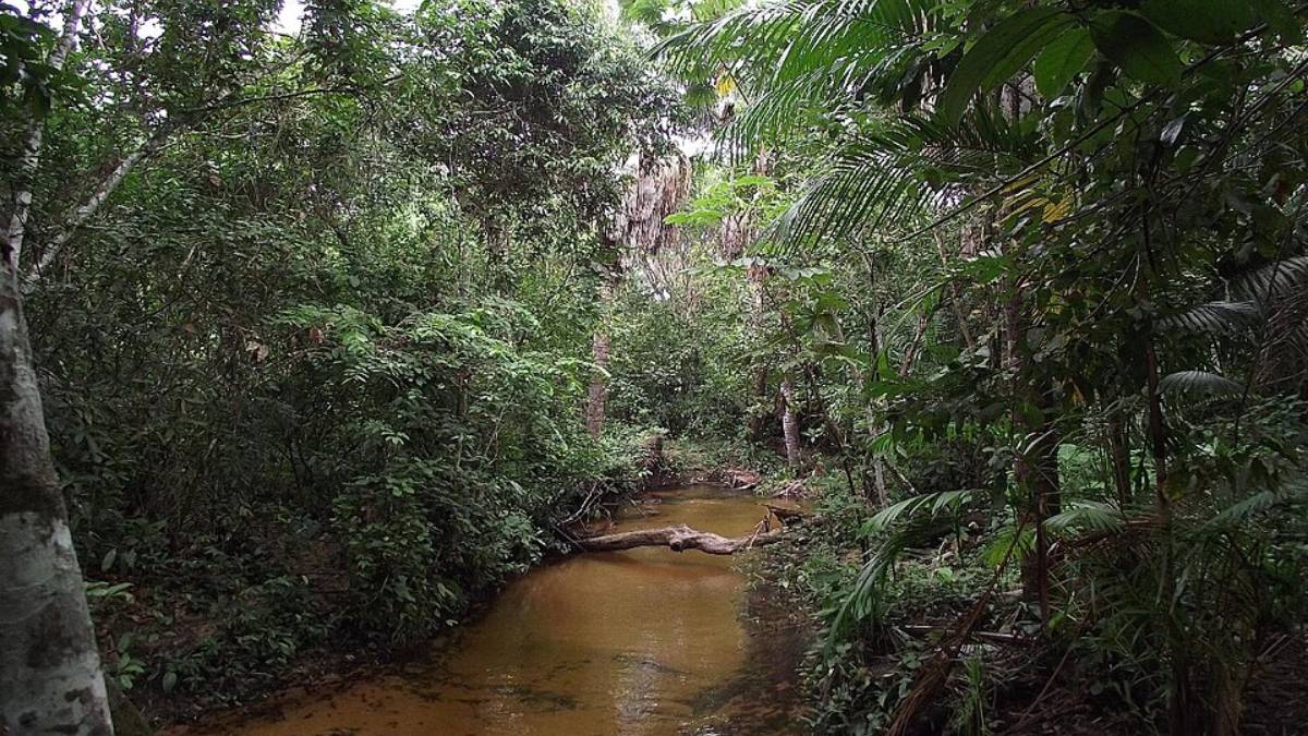 Os chamados igapós áreas da Floresta Amazônica que ficam alagadas por meses (Foto: Fernando Cunha/Wikimedia Commons)