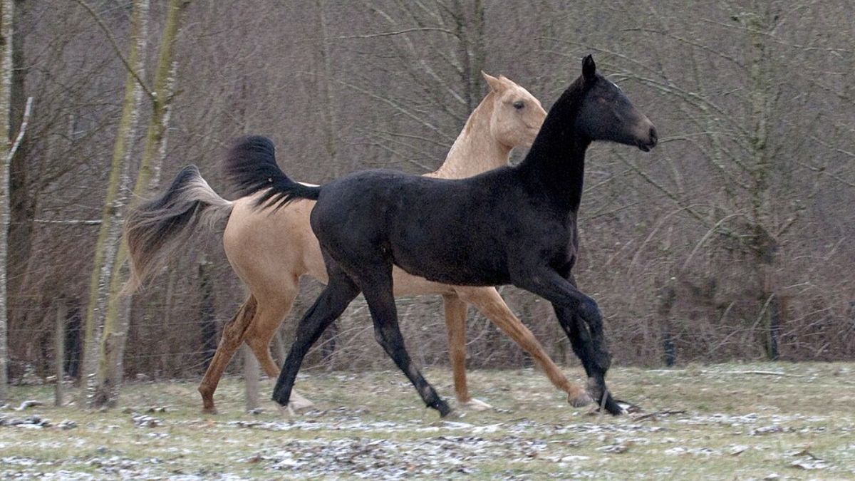 Relatos antigos da Ásia Central mencionam cavalos tão valorizados que passaram a ser chamados de celestiais (Foto: Kerri-Jo Stewart/Wikimedia Commons)