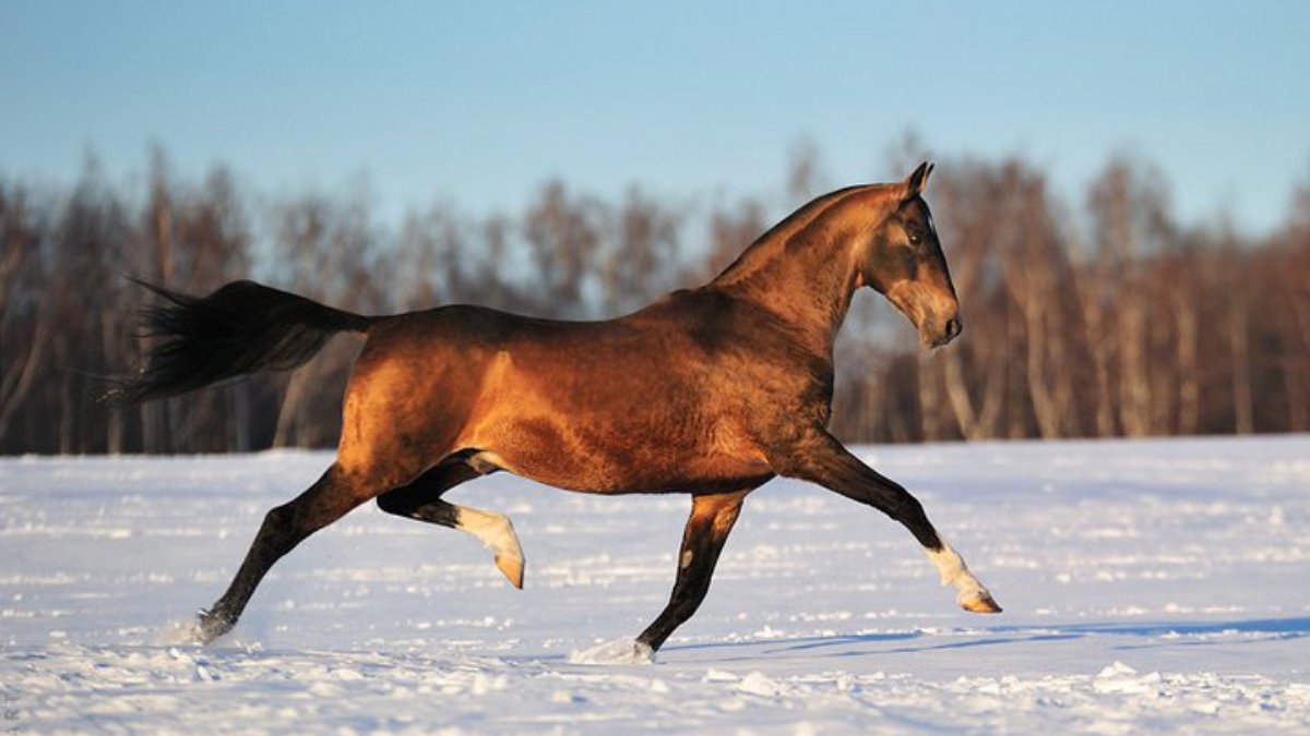 Estudos genéticos indicam que o Akhal-Teke mantém traços antigos de cavalos da Ásia Central; isso sugere não uma sobrevivência direta dos cavalos celestiais, mas uma possível continuidade parcial da antiga linhagem (Foto: Artur Baboev/Wikimedia Commons)