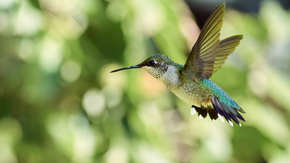 Essas pequenas aves surpreendem por sua agilidade e cores vibrantes, e sua presença muitas vezes é interpretada como algo positivo, tanto do ponto de vista espiritual quanto biológico (Foto: Paul Danese/Wikimedia Commons)