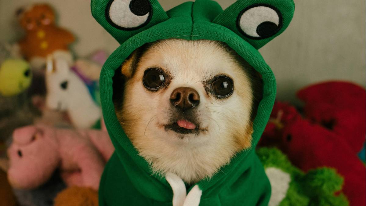 Porém, especialistas alertam que a folia não deve ser transformada em estresse para os bichinhos e que a prioridade é o bem-estar, não apenas o look carnavalesco