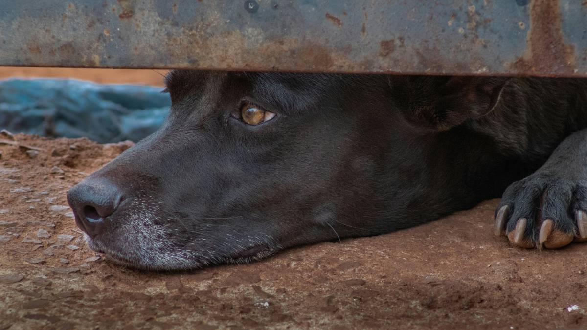 Comoção pública pode ser um ponto de partida para cobrar prevenção e responsabilização em casos de maus-tratos. Foto: Banco de imagens