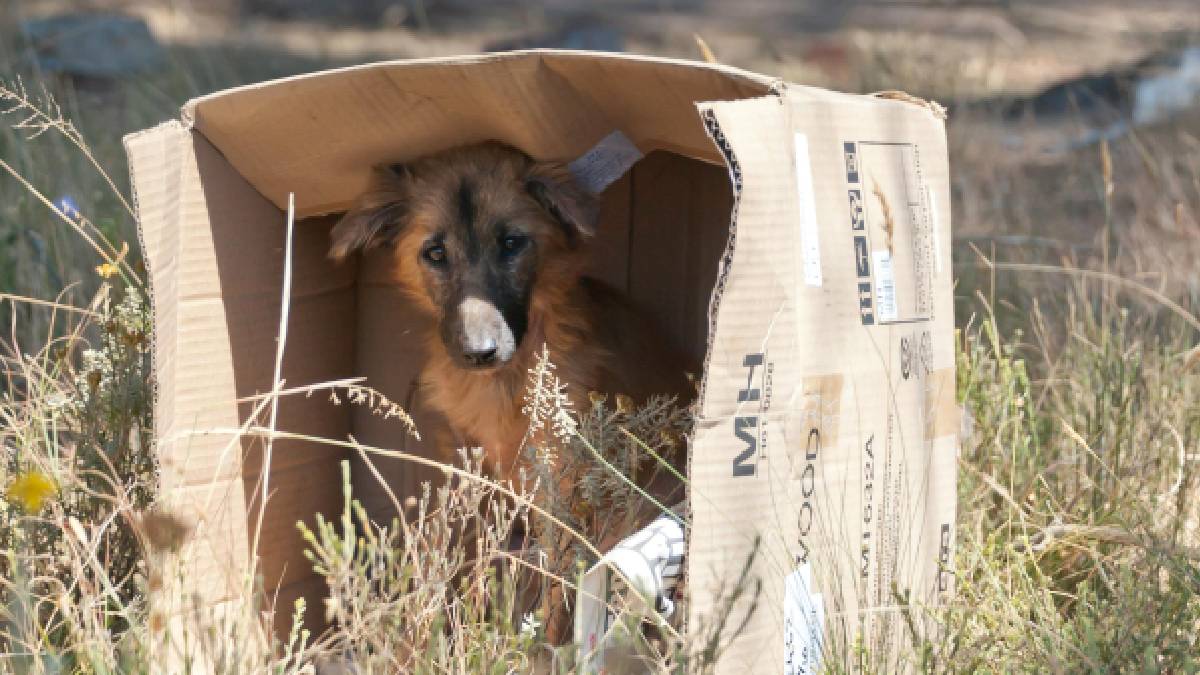 A comoção com casos de maus-tratos costuma crescer quando a vítima é vista como indefesa e sem chance de reação. Foto: Banco de imagens