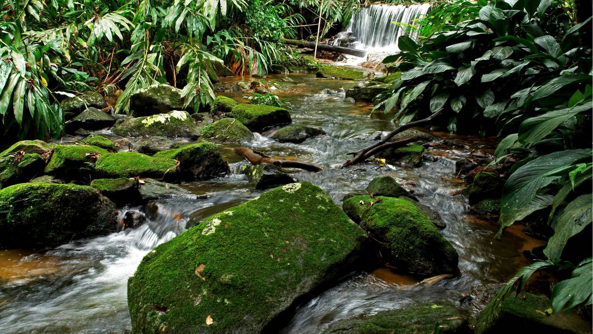 Analisou como a Floresta da Tijuca influencia o microclima do Rio de Janeiro e identificou diferenças térmicas que podem chegar a 10°C entre regiões arborizadas e bairros mais urbanizados (Fotos: Pexels)