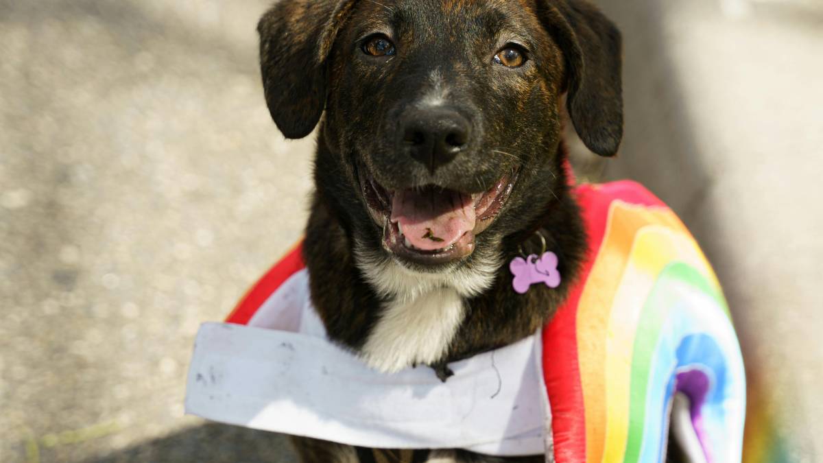 Nos últimos anos, os bloquinhos pet viraram febre nas grandes cidades e transformaram cachorros, e até alguns gatos, em foliões de quatro patas