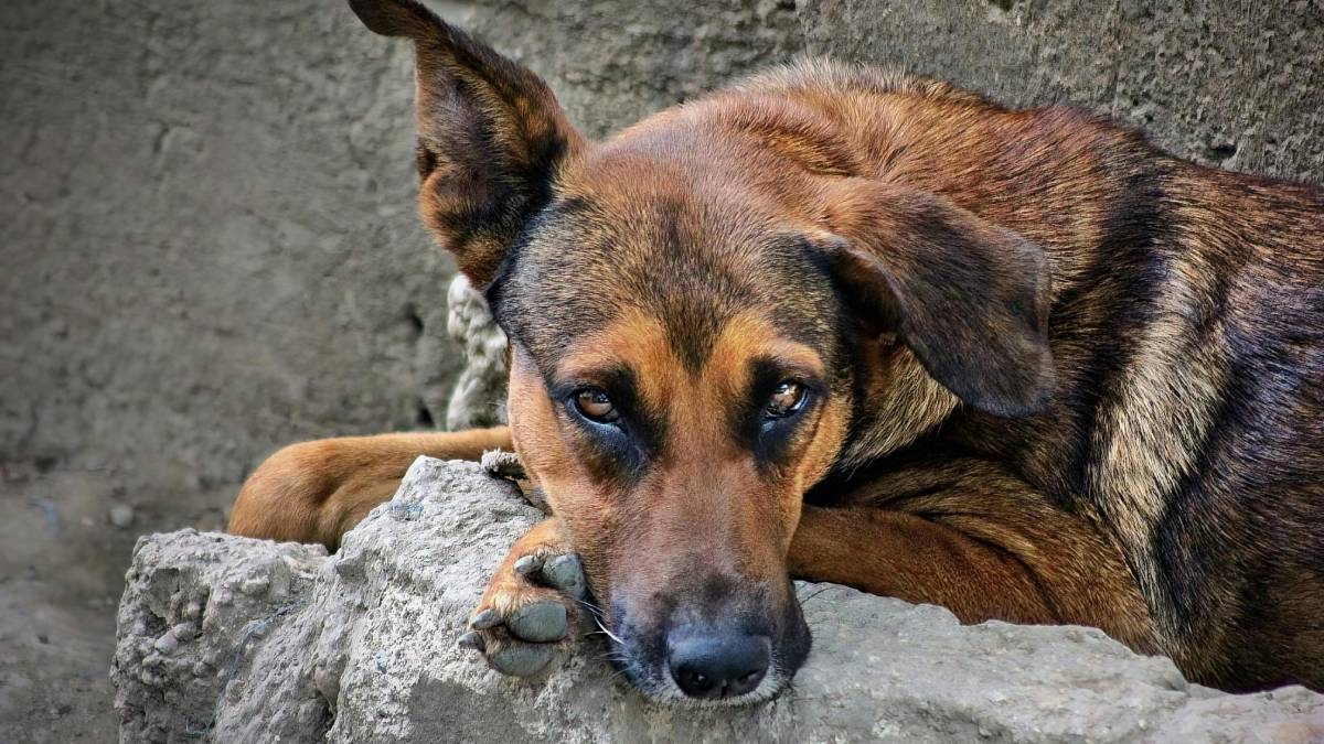 Reações emocionais fortes nas redes podem impulsionar denúncias e pressão por investigação em casos de violência. Foto: Banco de imagens