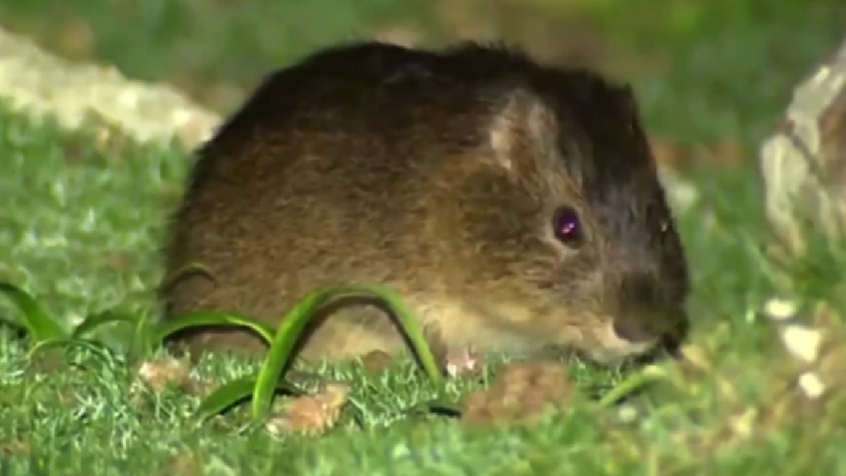 A ciência só confirmou a existência do animal nos anos 1980, por acaso, durante uma expedição que buscava, originalmente, estudar aves marinhas - (Reprodução/TV Globo)