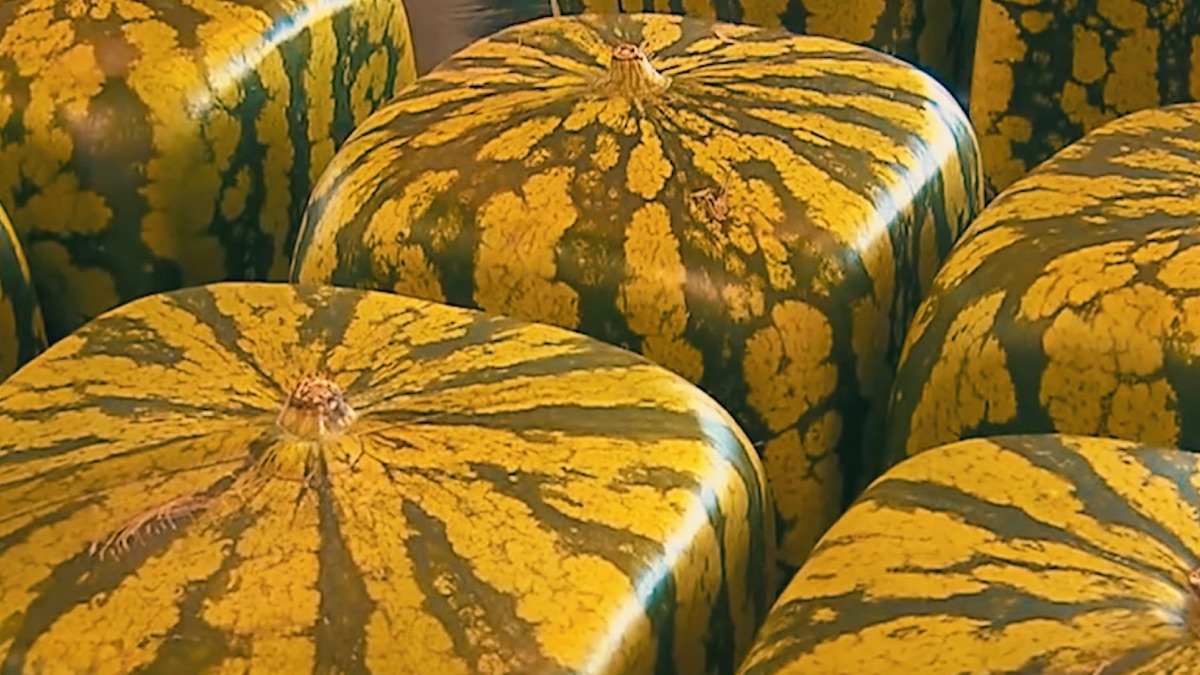 Além do formato incomum, a fruta exportada é descrita como sem sementes. Foto: Reprodução/Youtube
