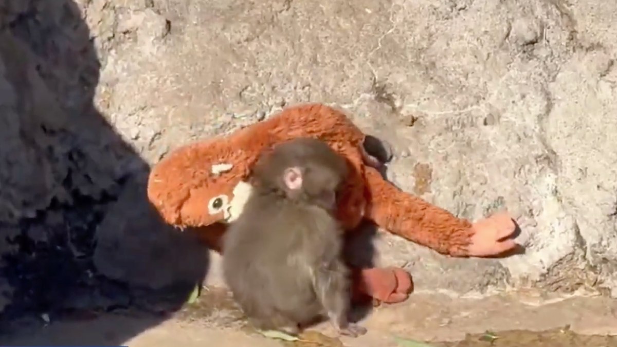 O caso ocorreu em um zoológico na cidade de Ichikawa, na província de Chiba, no Japão. Foto: Reprodução/Youtube