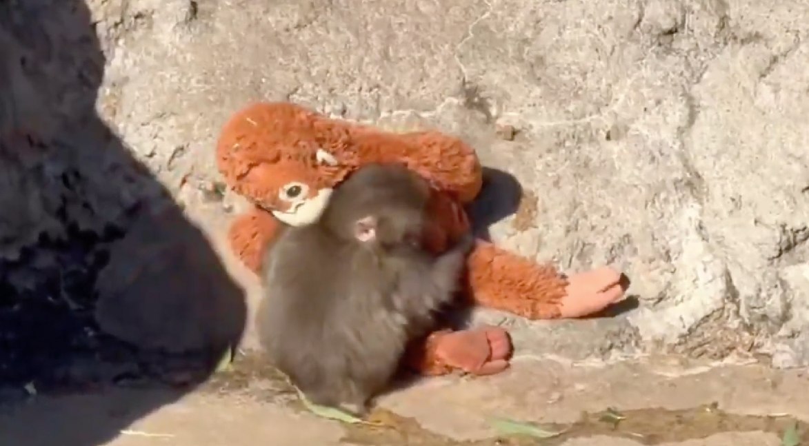 Ele ficou isolado após a morte da mãe e depois de ser rejeitado pelo grupo ao qual pertencia. Foto: Reprodução/Youtube