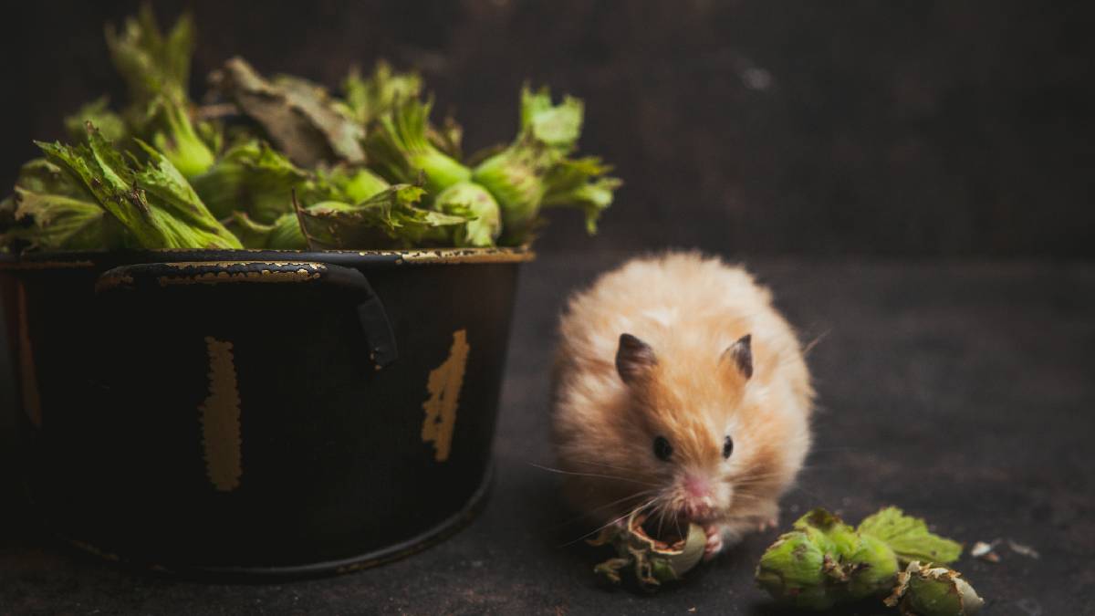 O estudo para comprovar a essencialidade das vitaminas na dieta foi feito com testes em ratos (Foto: Freepik)