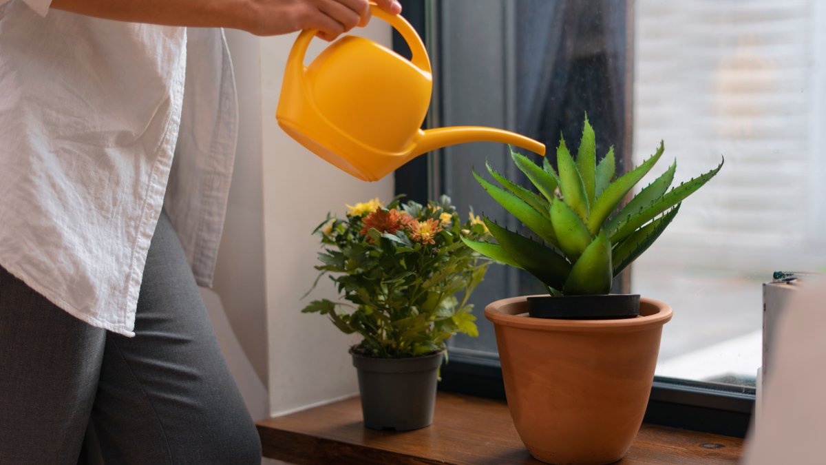 Cada vez mais pessoas têm buscado alternativas naturais para cuidar das plantas, evitando fertilizantes industrializados e fórmulas químicas prontas