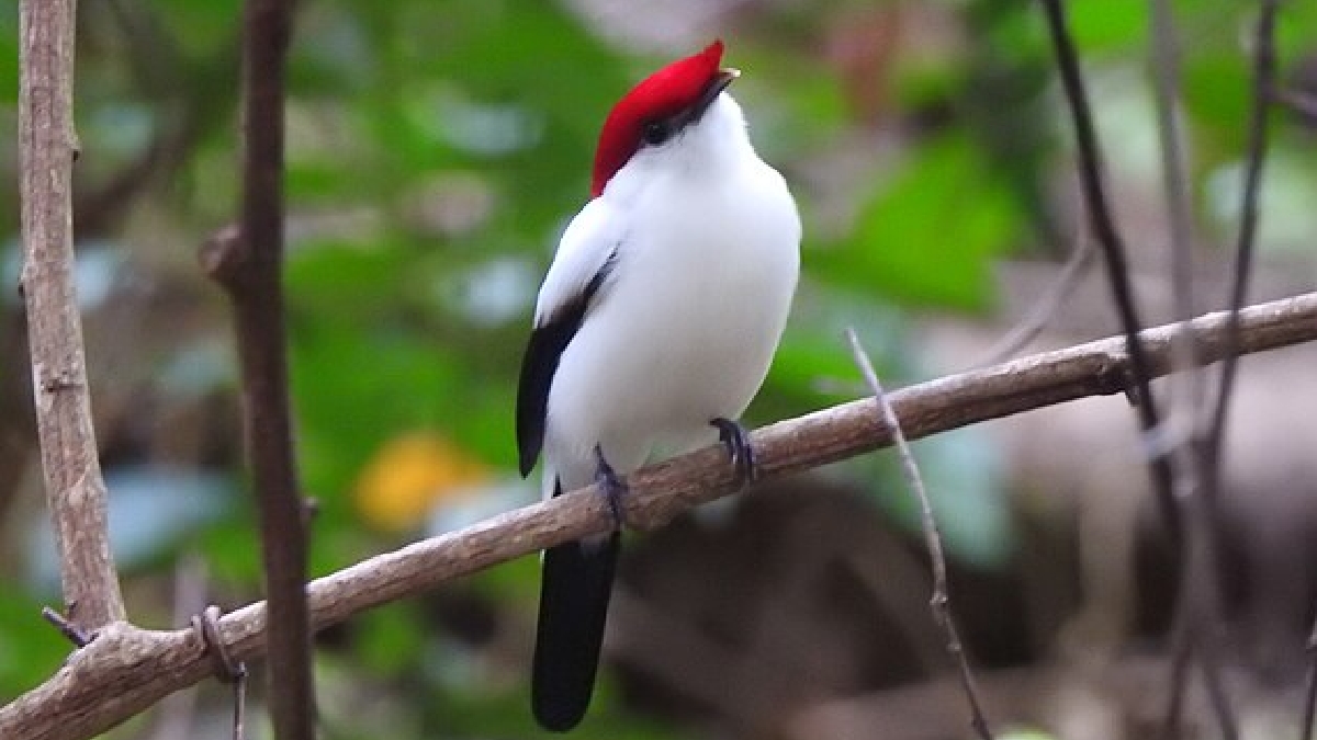A cor branca das penas do macho é mantida por ele passar boa parte do dia se limpando e evitando áreas com muita lama, já que sua visibilidade para as fêmeas depende do brilho de suas penas - (Hurbenm/Wikimedia Commons)
