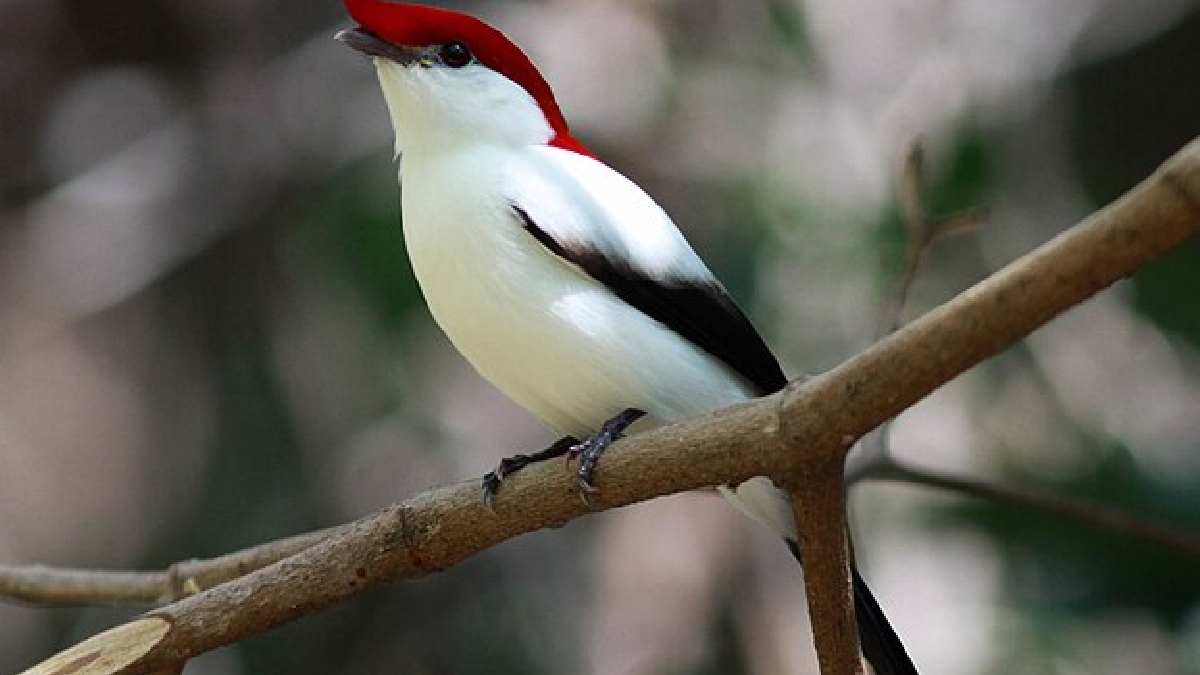 Sob o nome científico de Antilophia bokermanni, a ave é uma das mais belas do mundo e vive apenas em uma estreita faixa de floresta úmida nas encostas da Chapada do Araripe - (Rick elis.simpson/Wikimedia Commons)