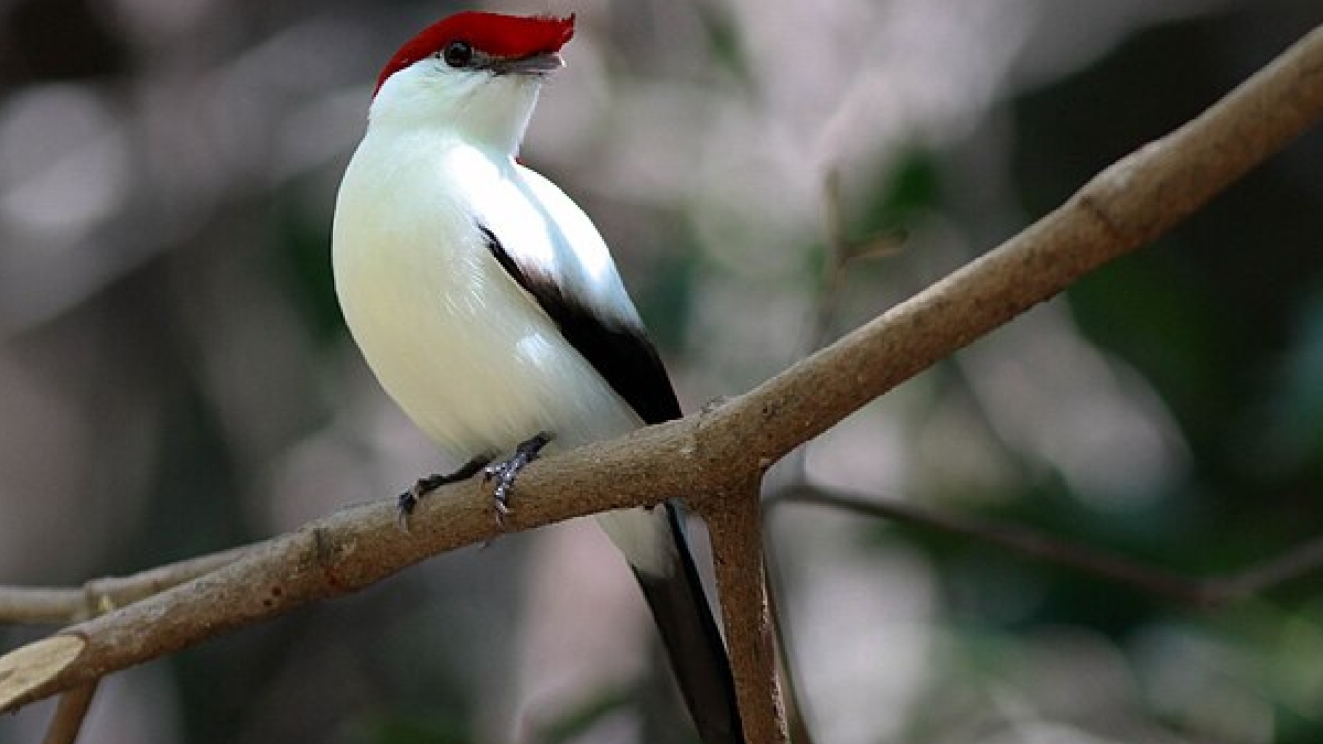 O pássaro, que tem um canto muito bonito, vive na beira de rios e em locais que a água brota da chapada, servindo assim como um "indicador ambiental" - (Rick elis.simpson/Wikimedia Commons)