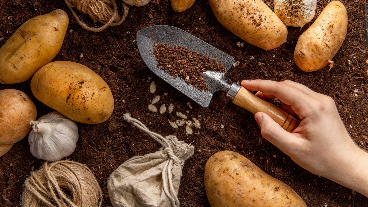 Além disso, uma batata com muitos brotos e textura murcha pode ganhar uma nova utilidade fora da panela (Foto: Freepik)