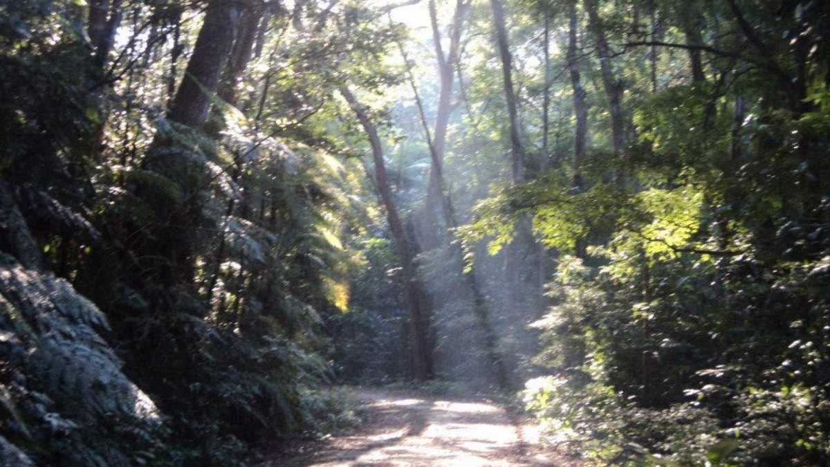 A maior parte das atrações da Floresta da Tijuca está dentro do Parque Nacional da Tijuca (PNT), unidade de conservação federal que protege a área (Foto: Andrew Vieira/Wikimedia Commons)