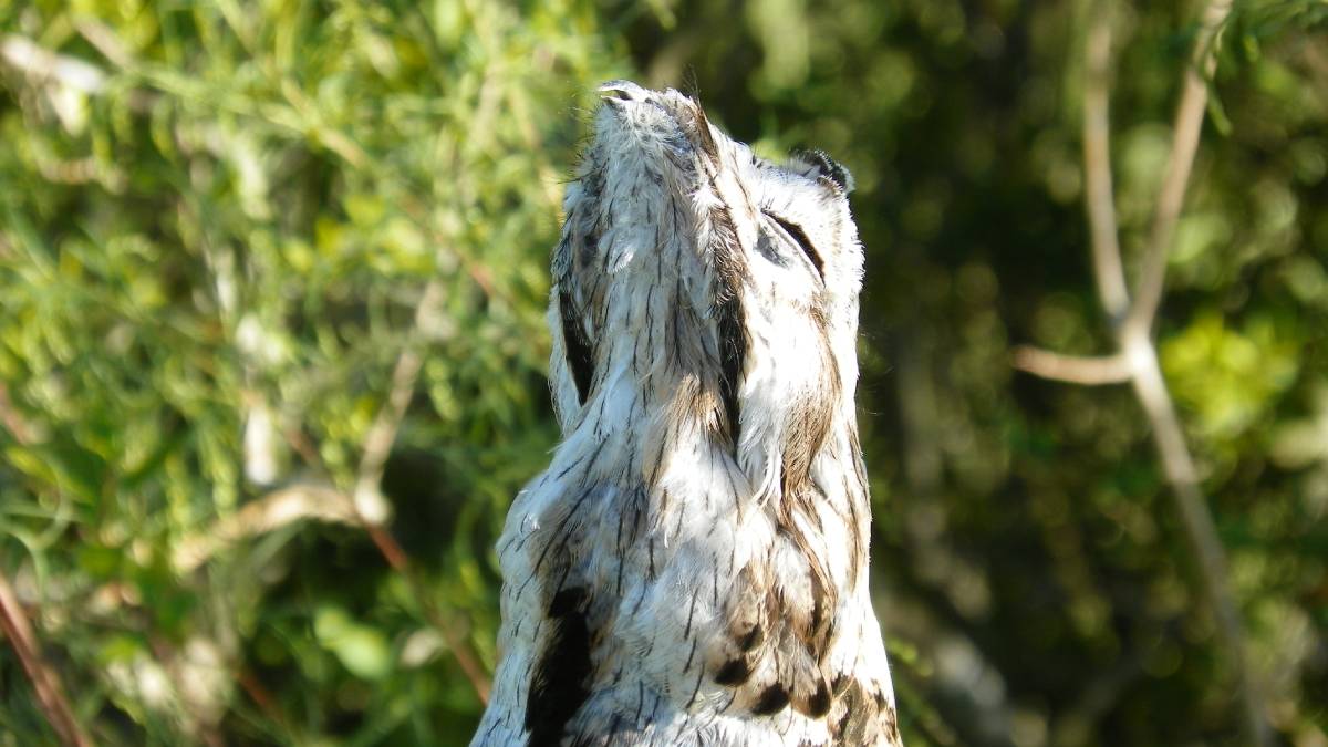 Camuflado como um tronco de árvore, o urutau passa quase despercebido durante o dia na vegetação (Foto: Wikimedia Commons/Anselmimuniz)