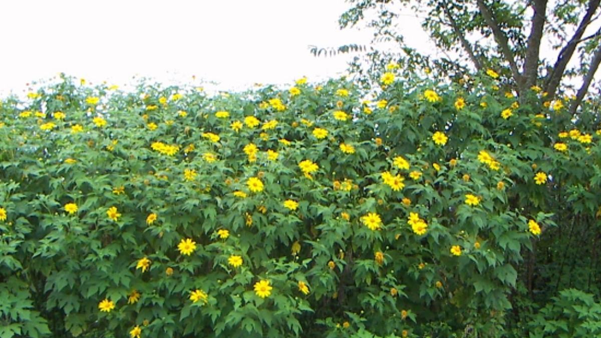 2) Titônia em área aberta: a planta pode se espalhar com facilidade e gerar preocupação quando avança sobre vegetação nativa e bordas de preservação. Foto: Wikimedia Commons