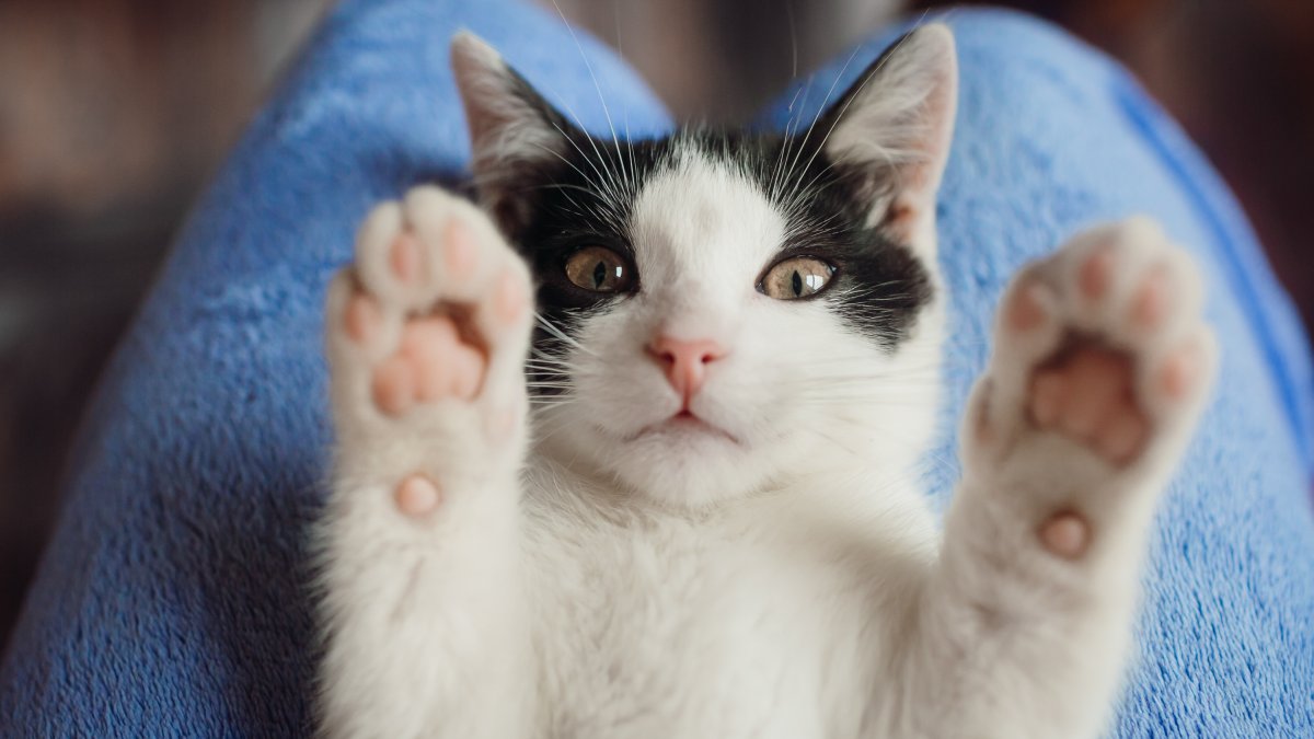 Pesquisadores analisaram amostras de pelo de 70 gatos saudáveis, sem raça definida, com idades entre 1 e 15 anos; eram 37 machos e 33 fêmeas, todos esterilizados e alimentados com ração comercial
