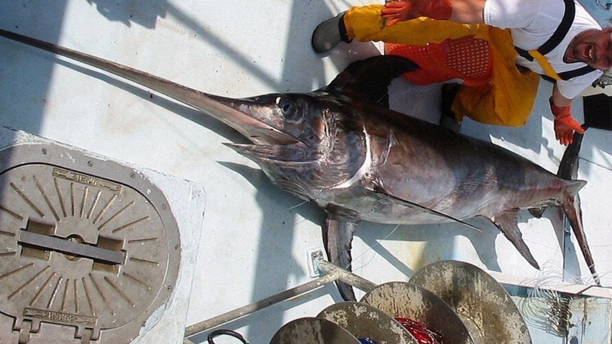 1. Peixe-espada (Foto: Xiphias_gladius/Wikimedia Commons)