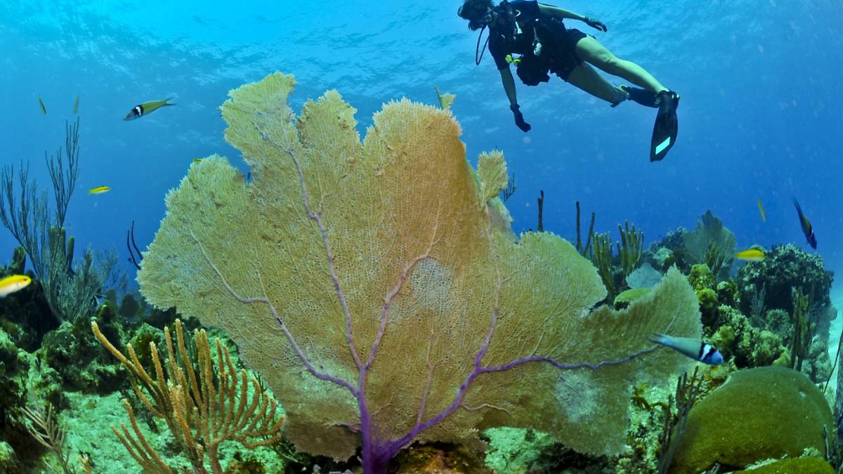 Missões recentes mostram como a exploração da fossa segue ativa e tecnicamente sofisticada (Foto: Pexels)