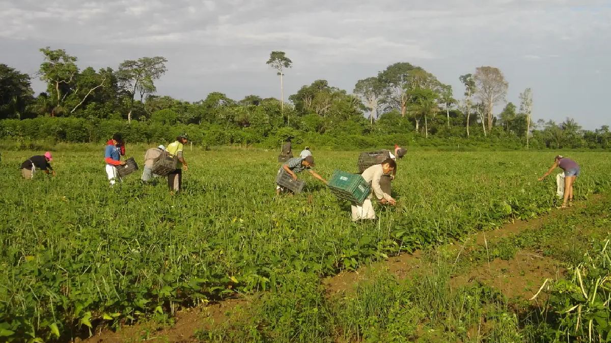 O benefício exige adesão antes do plantio e depende da comprovação de perda relevante da produção agrícola. Foto: Emanuel Cavalcante/Embrapa Amapá