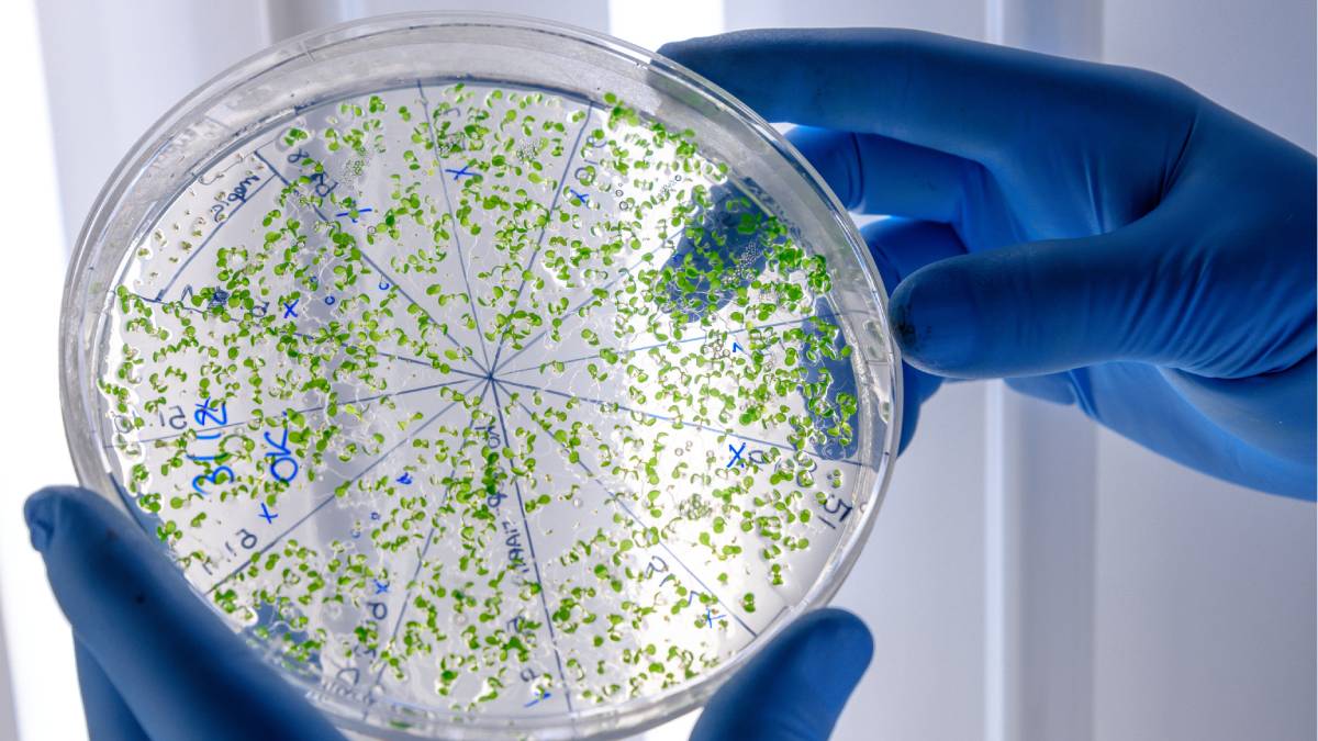 A resposta para a crise dos antibióticos pode estar no solo, e a Amazônia surge como peça-chave nessa busca
