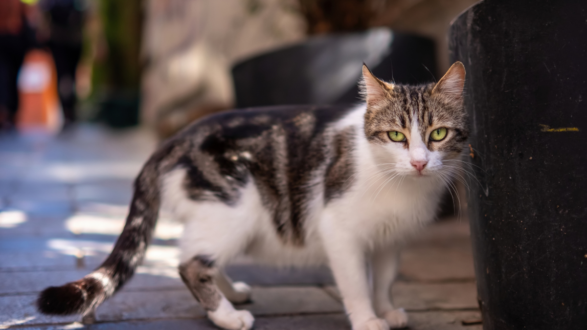 Vacinar e cuidar do seu animal evita doenças graves, como a raiva (Foto: Freepik)