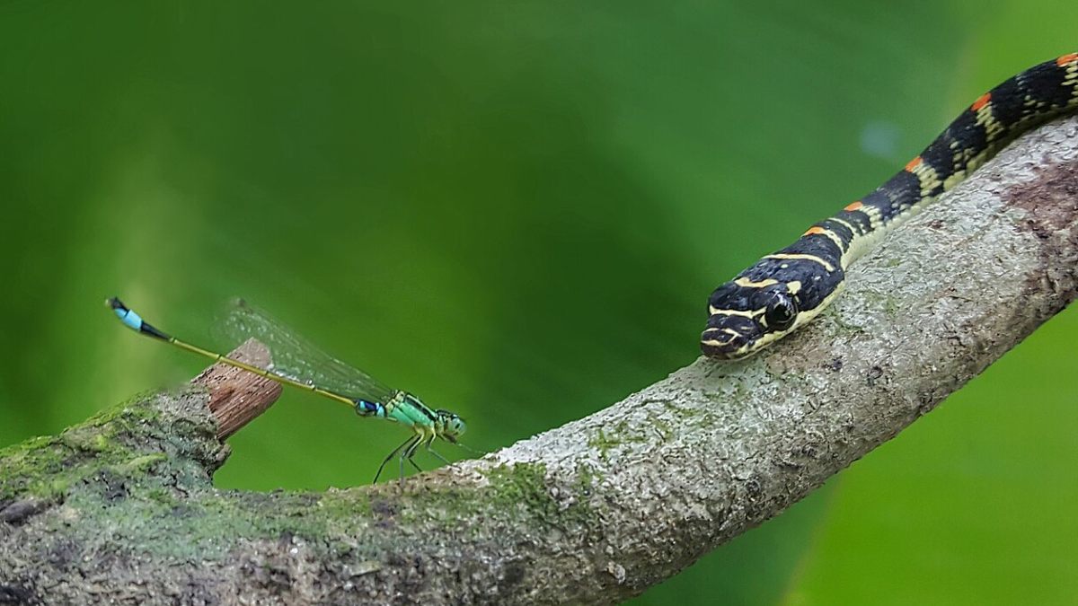  A serpente não voa como uma ave. Ela achata o corpo e plana entre árvores com movimentos ondulantes no ar. A descoberta também acendeu um alerta. Cientistas defendem a preservação das cavernas e dos habitats que abrigam espécies pouco conhecidas.