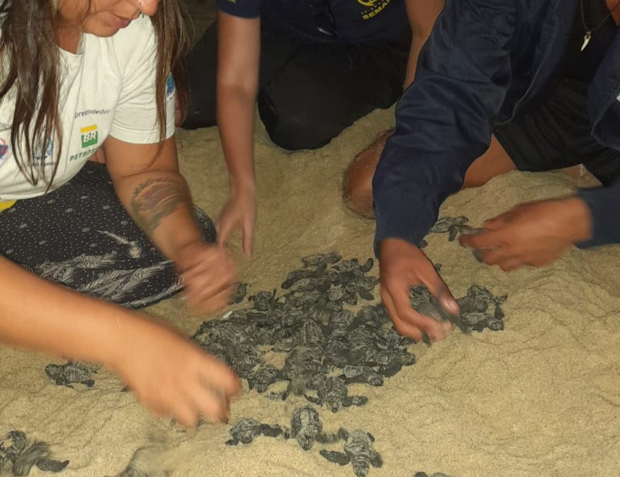 Ninho com 88 filhotes de tartarugas-cabeçudas é encontrado na Praia de Paúba /Divulgação/PMSS