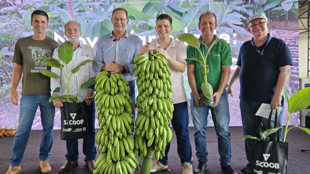 A banana Ambrosia é resultado de mais de 20 anos de estudos do Incaper e foi apresentada como uma alternativa para a bananicultura capixaba. Foto: Incaper