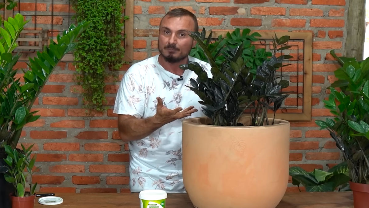 O excesso de água aparece como um dos principais erros e pode favorecer o apodrecimento das raízes.