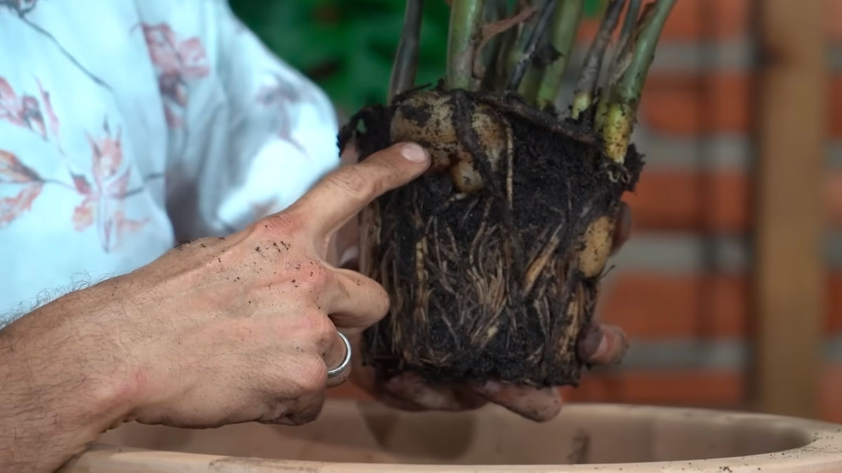 O mais importante é usar vaso com boa drenagem, substrato leve e rega sem exageros. A planta costuma se desenvolver melhor em ambientes internos com luz indireta e rotina estável. Foto: Reprodução/Youtube