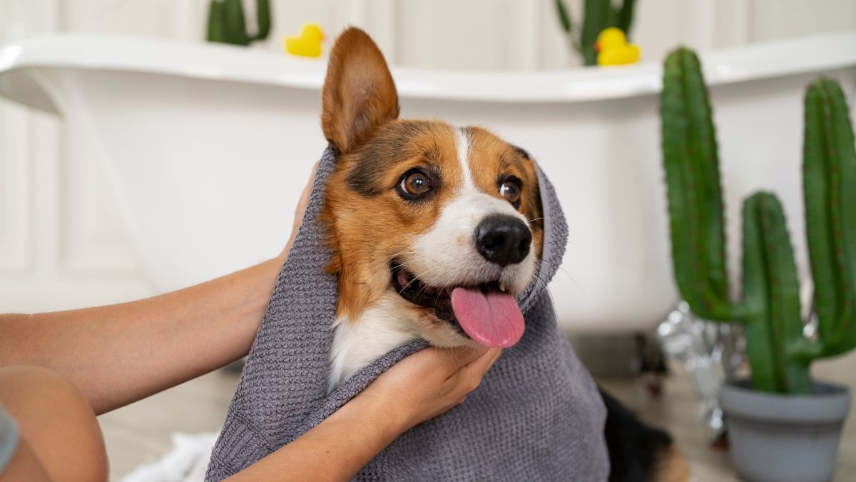 Solução simples e popular entre criadores e donos de pets envolve o uso de vinagre de maçã no banho