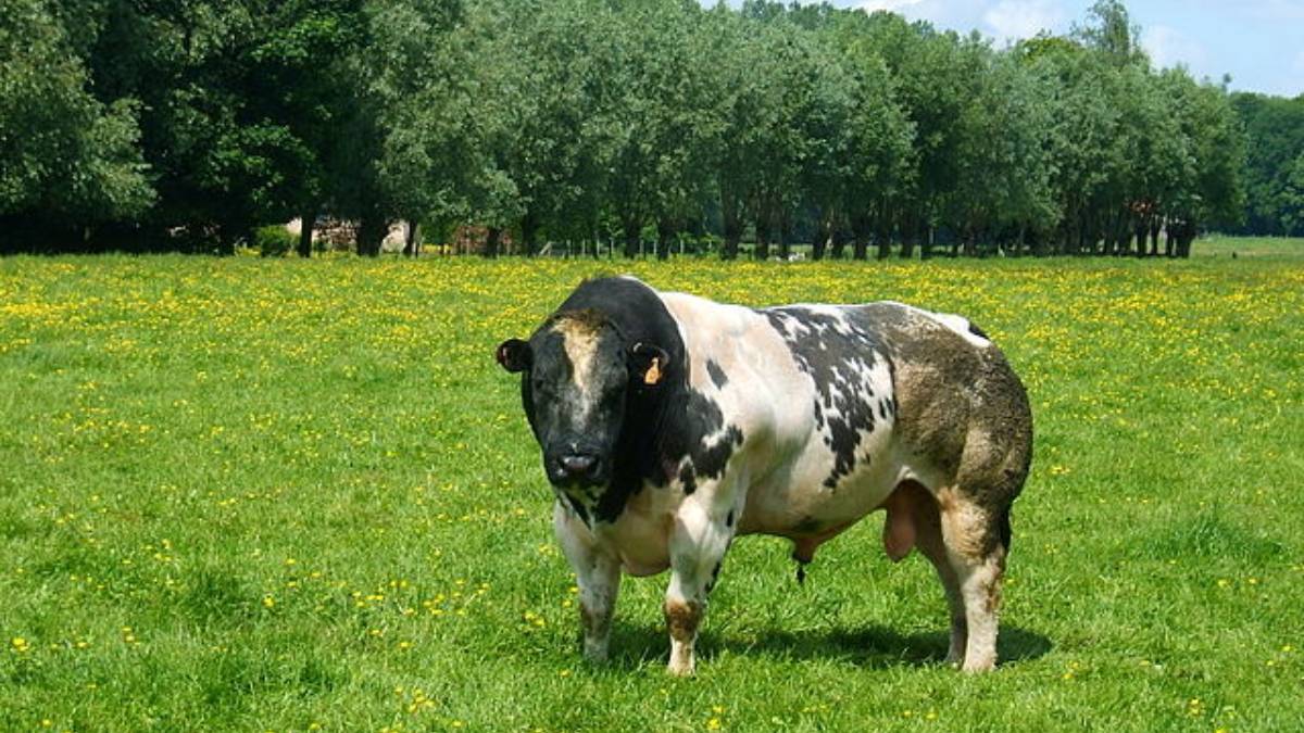 Assim é o animal que ficou conhecido mundialmente como "boi fisiculturista" (Foto: Peter Van den Bossche/ Wikimedia Commons)