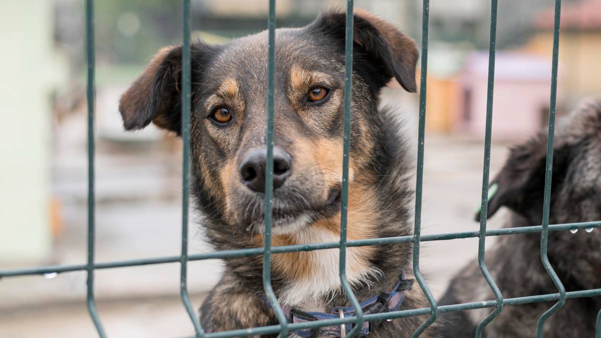 Diferente do que o senso comum sugere, a carne de cachorro nunca foi um item básico da dieta chinesa. Fotos: Freepik