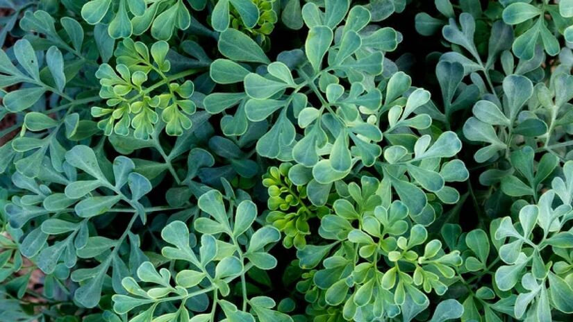 Arruda (Ruta graveolens): possui odor forte e penetrante, historicamente usada para afastar insetos e outros animais indesejados -(amir7287/Depositphotos)