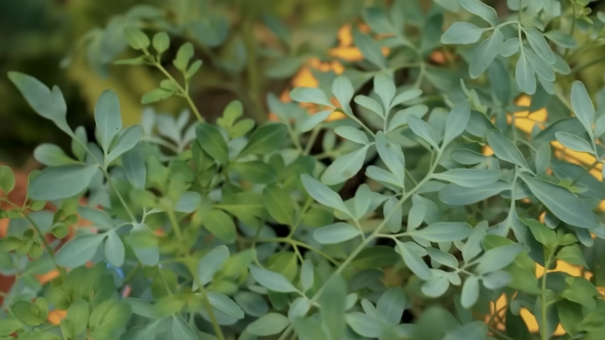 Integrar a arruda ao seu jardim é mais do que um simples ato de jardinagem; é um resgate de saberes ancestrais e uma busca por harmonia e segurança de forma natural - (Reprodução/YouTube)