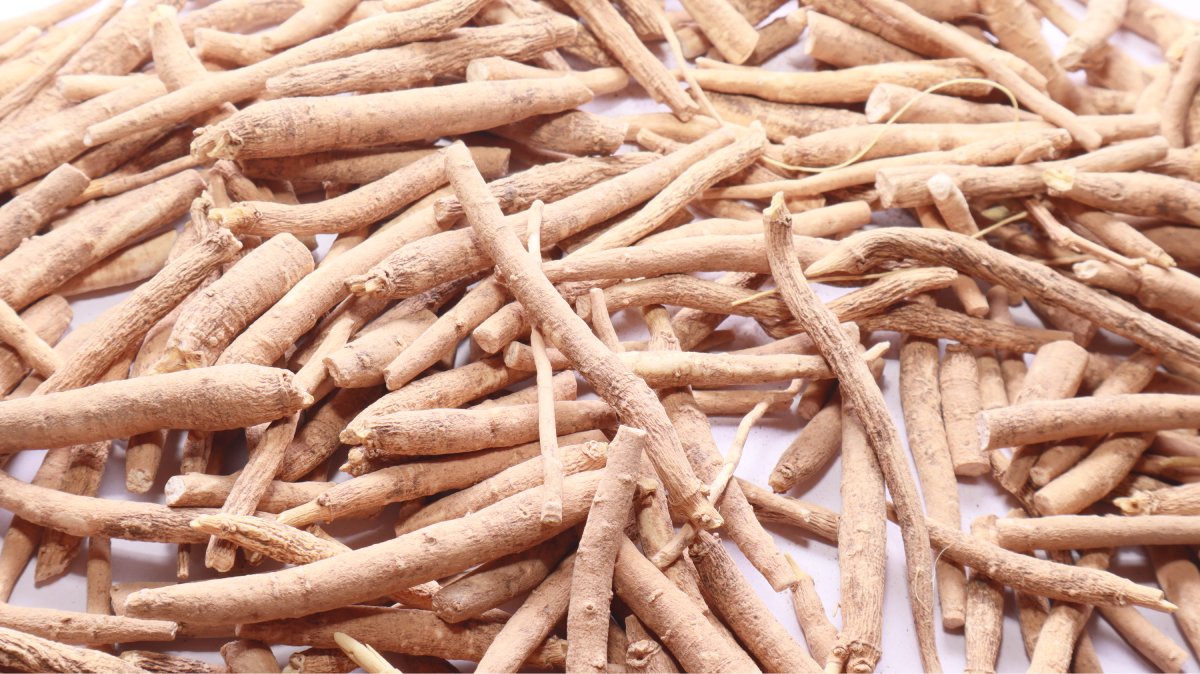 A ashwagandha, famosa por prometer reduzir o estresse, entrou na mira da União Europeia após alertas sobre possíveis riscos à saúde (Foto: Piyush Kothari/Wikimedia Commons)